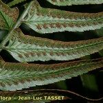 Polystichum falcinellum Kita