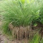 Carex nigra موطن