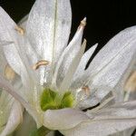 Allium bisceptrum Flower