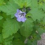 Nicandra physalodesBlüte