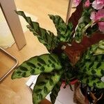 Calathea lancifoliaFeuille