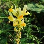 Linaria vulgarisKvět