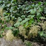 Holodiscus discolor Feuille