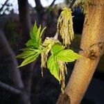 Acer negundo Frunză