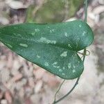 Smilax bona-nox Feuille