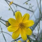 Bidens aristosa Кветка