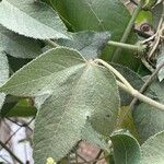 Passiflora manicata Leaf