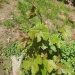 Vitis vinifera 葉