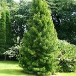 Sciadopitys verticillata Libunga