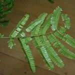 Pseudopiptadenia psilostachya Yaprak
