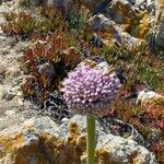 Allium commutatum Цвят