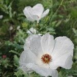 Argemone albiflora Цветок