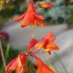 Crocosmia x crocosmiiflora Flor