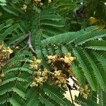 Caesalpinia coriaria Blüte