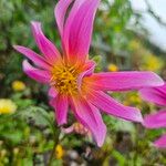 Dahlia tenuicaulis 花