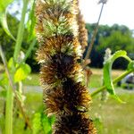 Agastache foeniculum Meyve