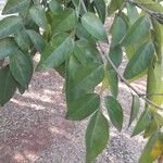 Poecilanthe parviflora Hoja