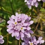 Iberis linifolia Fula
