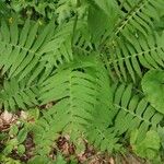 Cirsium erisithales Leaf