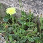 Urospermum dalechampii Συνήθη χαρακτηριστικά