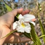 Sobralia liliastrum Blomst