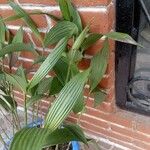 Sobralia macrantha Leaf