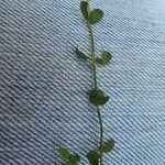 Micranthemum umbrosum Лист