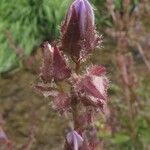 Campanula poscharskyana Fuelha