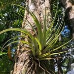 Tillandsia utriculata برگ