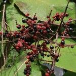 Miconia impetiolaris Fruit