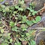 Trifolium lappaceum Листок