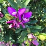 Polygala myrtifolia花