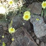 Leucanthemopsis pectinata Flor