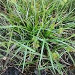 Carex oederi 形态