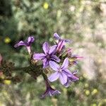 Plumbago europaea 花