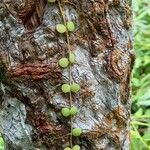 Pyrrosia piloselloides 果