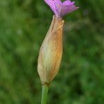 Petrorhagia prolifera Flower