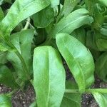 Calendula arvensis Leaf