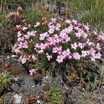 Dianthus sylvestris Tervik taim