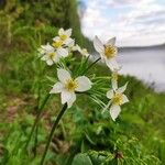 Anemone narcissiflora Õis