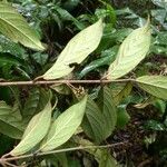 Hiraea smilacina Leaf