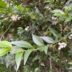Chiococca alba Meyve
