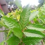 Paullinia pinnata Leaf