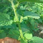 Urtica rupestris Кара