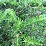 Abies balsamea 叶