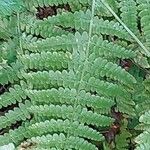 Athyrium vidalii Leaf