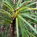 Lomandra insularis Fuelha