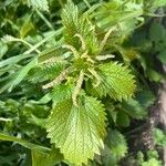 Urtica membranacea Листок