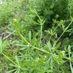 Galium aparineList