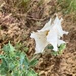 Argemone albiflora Flower